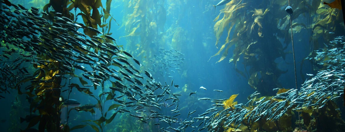 marine scene